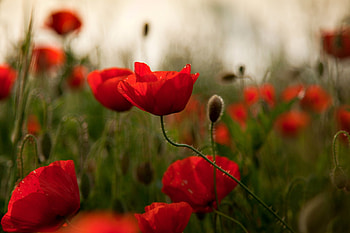 Flowers, Poppies, Greens, Field HD wallpaper