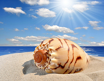 Seashell, sea, sunshine, shell, sand, sky, beach HD wallpaper