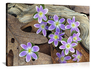 purple flower, purple, wood, flower, leaf, macro HD wallpaper