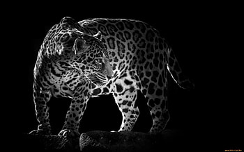 Animals, Leopards HD wallpaper
