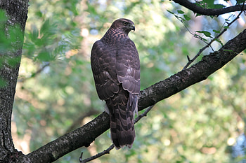 Animals, Trees, Bird, Predator, Goshawk HD wallpaper