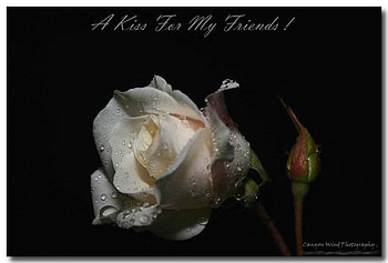 A Kiss For My Friends, rose, art , flower, alone, beautiful HD wallpaper