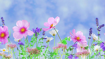 Flowers, pink, nature, spring HD wallpaper