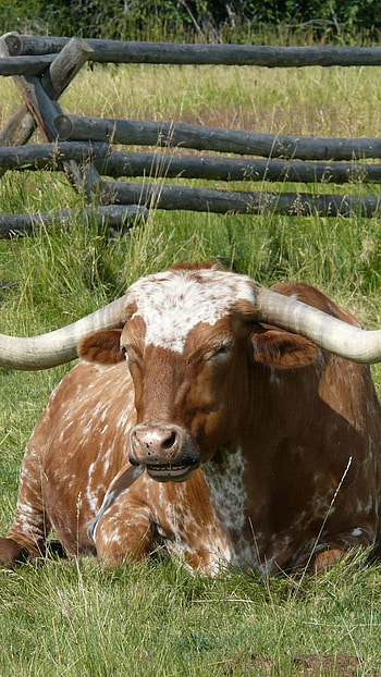 Texas longhorn cow, , Longhorn cattle, Cattle HD phone wallpaper