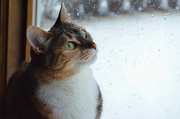 Animals, Cat, Muzzle, Window HD wallpaper