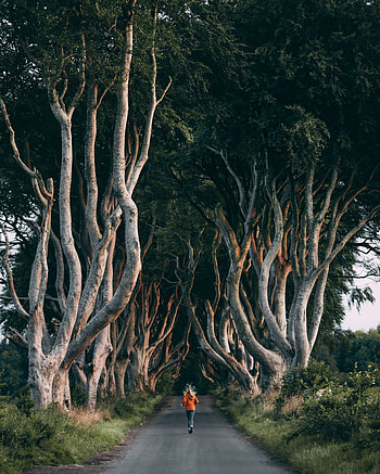 Trees, Miscellanea, Miscellaneous, Alley, Human, Person, Track, Run, Running HD phone wallpaper