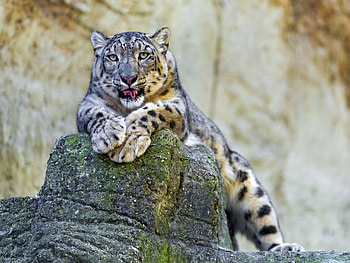 Animals, Stones, Snow Leopard, Lie, To Lie Down HD wallpaper