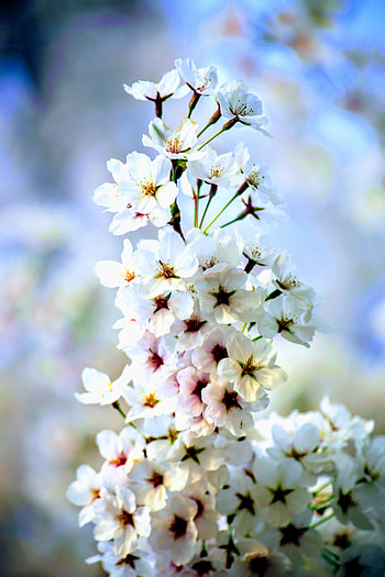 White, apple flowers, blossom, seasonal HD phone wallpaper