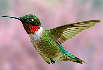 Ruby-Throated Hummingbird, Bird, Nature, Hummingbird, Animal HD wallpaper