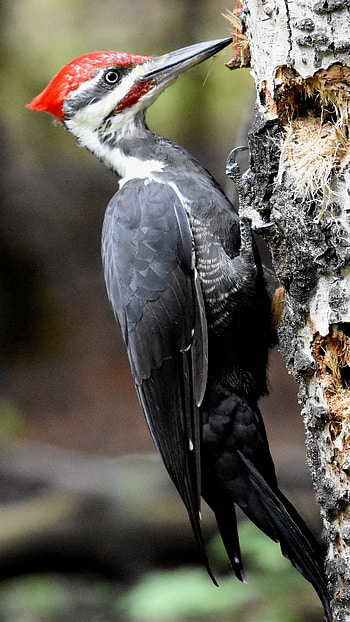 Woodpecker, Black Adorable Bird HD phone wallpaper