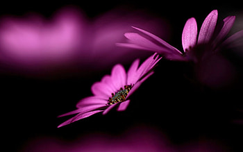 Flower, Macro, Petals, Couple, Pair, Shadow HD wallpaper