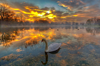 Dawn, swan, birds, natre, lake HD wallpaper