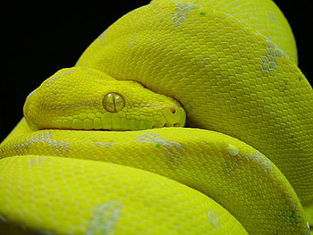 KOFIAU GREEN TREE PYTHON, snake, yellow, constrictor, serpent, python HD wallpaper