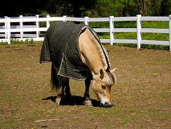 mohawk:D, horse, white, beige, plants, blanket, picket fence, eating, mohawk HD wallpaper
