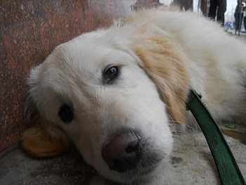 Golden Retriever, dog, love, best friend HD wallpaper