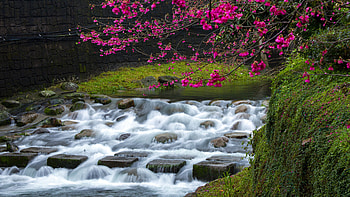 Beautiful Water Stream On Stones Pink Sakura Blossom Flowers Bushes Trees Scenery Nature Background Nature HD wallpaper
