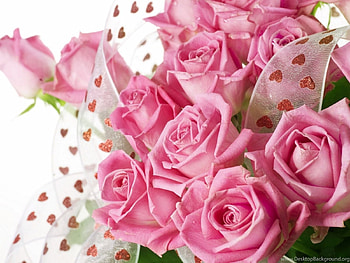Pink rose, rose, hearts, pink, flowers HD wallpaper