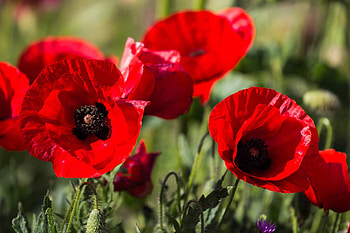 Mesmerizing poppy flowers, Floral color burst, Nature's vivid display, Magnificent floral sight HD wallpaper