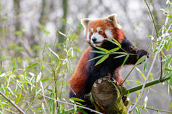 Animals, Animal, Sweetheart, Nice, Red Panda HD wallpaper