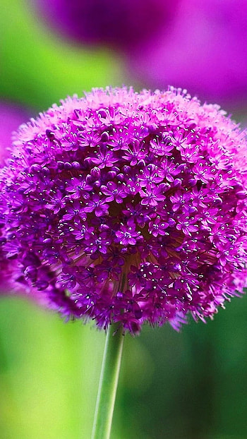 Purple Flowers, Pink, Flowers Beauty HD phone wallpaper
