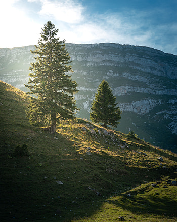 Landscape, Nature, Trees, Mountain, Slope HD phone wallpaper
