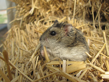 Animals, Grass, Kid, Tot, Hamster, Sawdust HD wallpaper