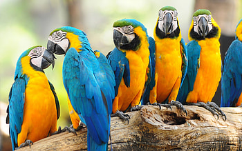 Animals, Birds, Parrots HD wallpaper