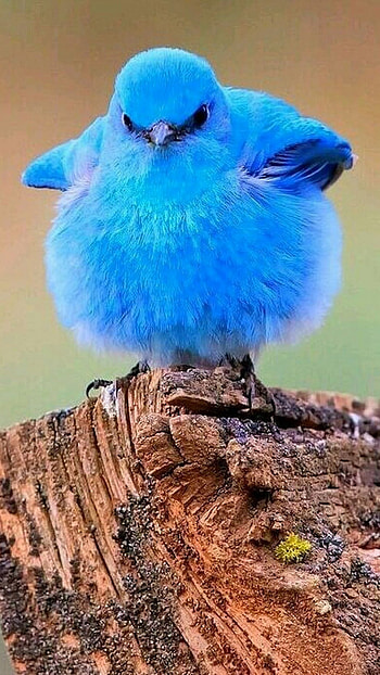 Cute Blue, Blue Cute Bird HD phone wallpaper