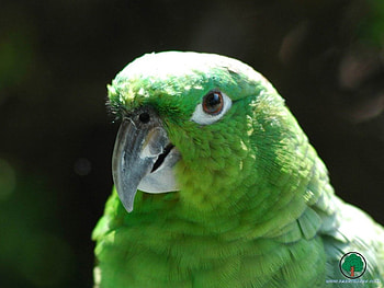 adi, birds, animals HD wallpaper