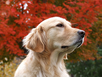 Animals, Background, Dog, Muzzle, Color HD wallpaper