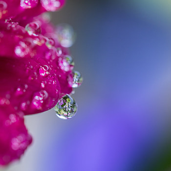 Reflection, Flower, Macro, Drop HD phone wallpaper