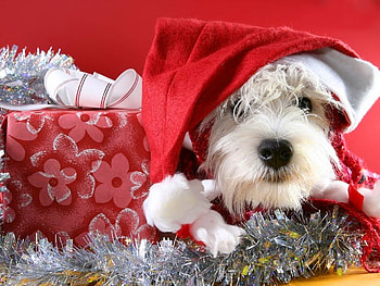 Christmas puppy, dog, puppy, holiday, christmas, present, funny, gift, new year HD wallpaper