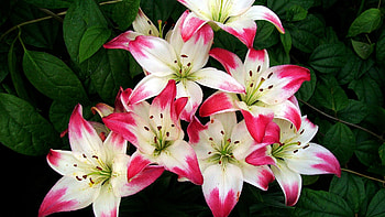 LILLIES, Green, Leaves, Pink, Petals HD wallpaper