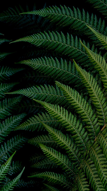 Claytosmunda claytoniana, Green Leaf HD phone wallpaper