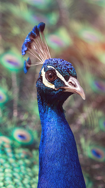 Bird nature, Blue flare, , Peacock HD phone wallpaper