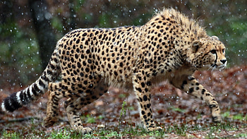 Wild cheetah, Fastest land animal, , Jooinn wildlife HD wallpaper