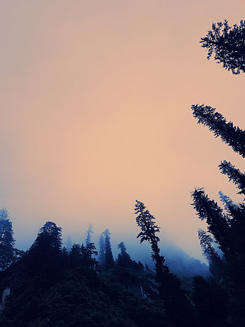 Nature, Trees, Sky, Twilight, Fog, Dusk, Bottom View HD phone wallpaper