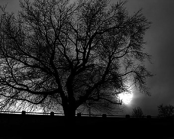 Tree, night, trees HD wallpaper