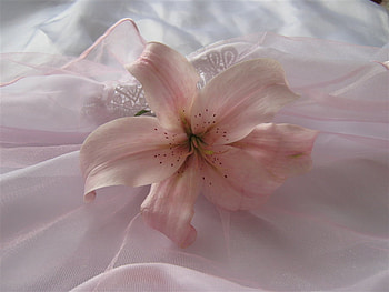 Waiting for my Lady, pastel, pink, white, pretty, flower, lace, lily HD wallpaper