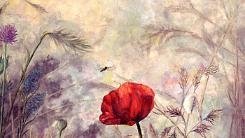 Flowers, Flower, , Drawing, Stem, Stalk, Poppy HD wallpaper