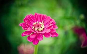 Flower, Macro, Bud, Stem, Stalk HD wallpaper