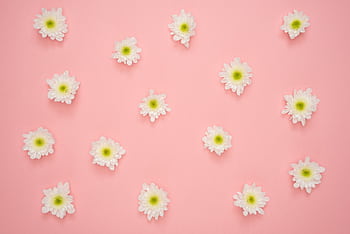 White chrysanthemum flowers arranged on a soft pink background, creating a delicate floral pattern. HD wallpaper