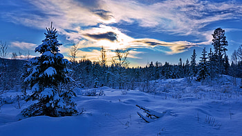 Norway, Hedmark County, scandinavia, snow, clouds, cold, trees, landscape, sky HD wallpaper
