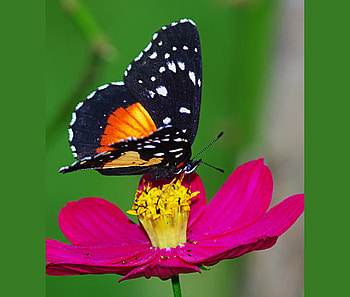 Winged wonder, pink, white, black, butterfly, yellow, flower, orange HD wallpaper