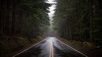 Rainy Forest Road - Mix HD wallpaper