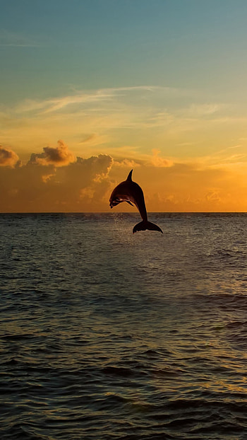 Dolphin jumping out of the sea, Florida's majestic wildlife, Dynamic Android , screensaver HD phone wallpaper