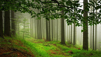 Misty forest, awesome, plants, morning, colors, land, beauty, nice, day, brown, trees, paysage, amazing, white, trunk, path, moss, landscape, cold, forests, beautiful, grass, panorama, green, cool, stone, silver, leaf, paisage HD wallpaper