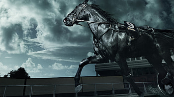 Dark Horse, horse, black, beautiful, beauty, dark, stunning HD wallpaper