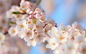 Flowers, Plant, Macro, Wood, Tree, Bloom, Flowering, Spring HD wallpaper