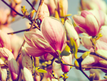 Flowers, Petals, Branch, Magnolia HD wallpaper